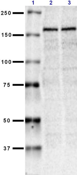 Biolegend Purified (azide-free) anti-NMDAR2A, Quantity: Each of 1