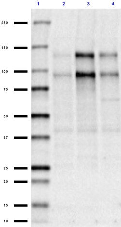 Biolegend Purified (azide-free) anti-SAPAP (pan reactive), Quantity: Each