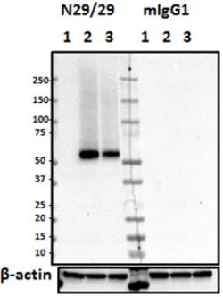 Biolegend Purified (azide-free) anti-VGlut2, Quantity: Each of 1