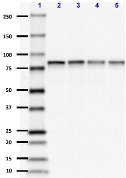 Biolegend Purified (azide-free) anti-FMIP, Quantity: Each of 1