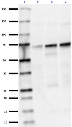 Biolegend Purified (azide-free) anti-ASIC1, Quantity: Each of 1