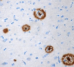Biolegend Purified anti-β-Amyloid, 1-11, Quantity: Each of 1