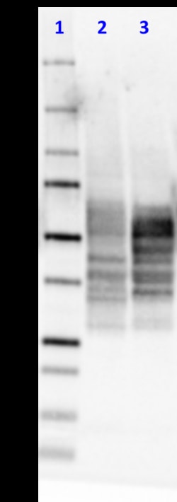 Biolegend Purified anti-Tau, 15-25, Quantity: Each of 1