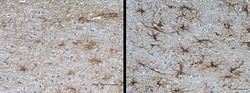 Biolegend Purified anti-GFAP (Cocktail), Quantity: Each of 1