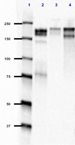 Biolegend Purified anti-NF-H/NF-M, Non-Phosphorylated, Quantity: Each of