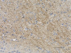 Biolegend Purified Anti-Neurofilament H (NF-H), Phosphorylated, Quantity: