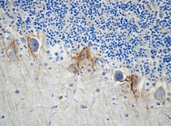 Biolegend Purified anti NF-H/NF-M, Hypophosphorylated, Quantity: Each of
