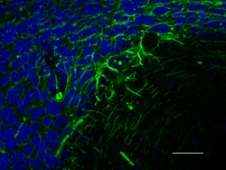 Biolegend Alexa Fluor 488 anti NF-H/NF-M, Hypophosphorylated, Quantity: