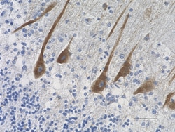 Biolegend Purified anti-Neurofilament H (NF-H), Quantity: Each of 1