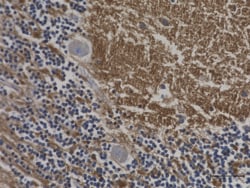 Biolegend Purified anti-SNAP-25, Quantity: Each of 1