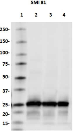 Biolegend Biotin anti-SNAP-25, Quantity: Each of 1