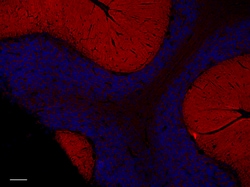 Biolegend Alexa Fluor 594 anti-SNAP-25, Quantity: Each of 1