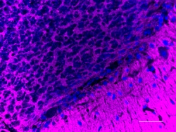 Biolegend Alexa Fluor 647 anti-SNAP-25, Quantity: Each of 1
