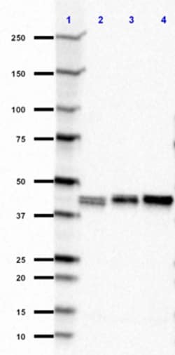 Biolegend Purified anti-Myelin CNPase, Quantity: Each of 1