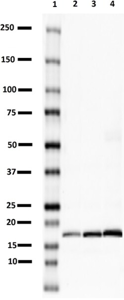 Biolegend Purified anti-Synaptobrevin (VAMP), Quantity: Each of 1