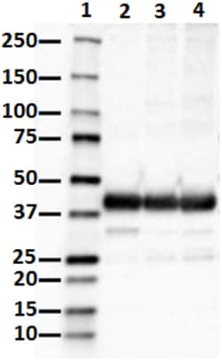 Biolegend Purified anti-Synaptophysin, Quantity: Each of 1