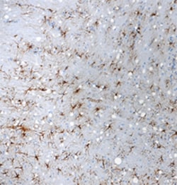 Biolegend Purified anti-GFAP, Quantity: Each of 1