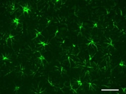 Biolegend Alexa Fluor 488 anti-GFAP, Quantity: Each of 1