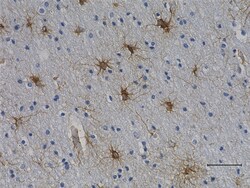 Biolegend Anti-GFAP (Cocktail), Quantity: Each of 1