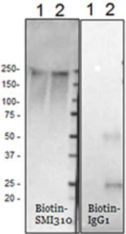 Biolegend Biotin anti-NF H & M (NF-H/NF-M), Phosphorylated, Quantity: Each