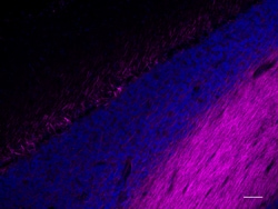 Biolegend Alexa Fluor 647 anti-NF H & M (NF-H/NF-M), Phosphorylated, Quantity: