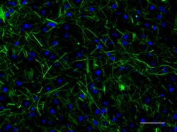 Biolegend Alexa Fluor 488 anti-NF H & M (NF-H/NF-M), Phosphorylated, Quantity: