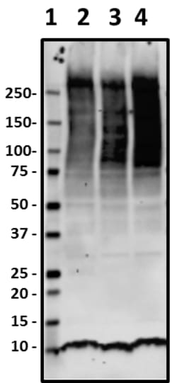 Biolegend Purified anti-Ubiquitin, Quantity: Each of 1