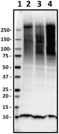 Biolegend HRP anti-Ubiquitin, Quantity: Each of 1
