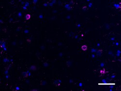 Biolegend Alexa Fluor 647 anti-Ubiquitin, Quantity: Each of 1