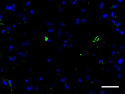 Biolegend Alexa Fluor 488 anti-Ubiquitin, Quantity: Each of 1