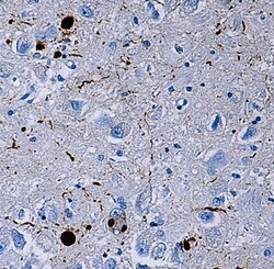Biolegend Purified anti-α-Synuclein, Nitrated, Quantity: Each of 1