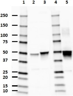 Biolegend Anti-GFAP, Quantity: Each of 1