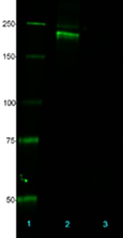 Biolegend Anti-Neurofilament H Phospho (NF-H), Quantity: Each of 1