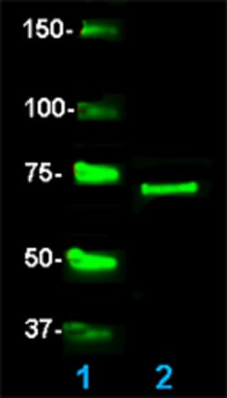 Biolegend Recombinant Human Tau-441 (2N4R), Quantity: Each of 1