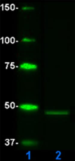 Biolegend Recombinant Human Tau-352 (0N3R), Quantity: Each of 1