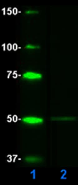 Biolegend Recombinant Human Tau-383 (0N4R), Quantity: Each of 1