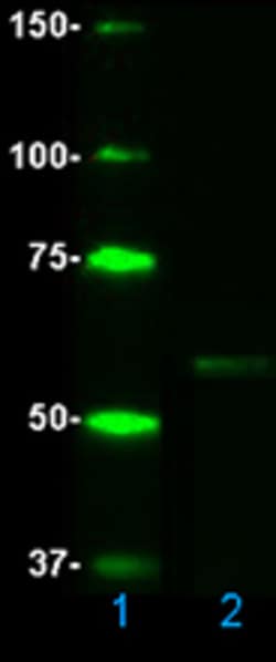 Biolegend Recombinant Human Tau-412 (1N4R), Quantity: Each of 1
