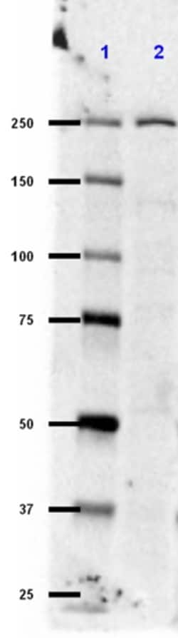 Biolegend Purified (azide-free) anti-LRRK2, Quantity: Each of 1
