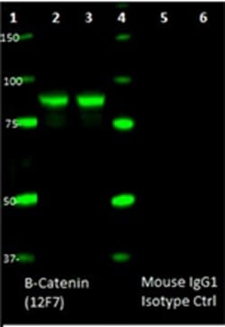 Biolegend Ultra-LEAF Purified anti-β Catenin 1 (CTNNB1), Quantity: Each