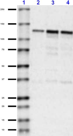 Biolegend Purified anti-CD325 (N-Cadherin), Quantity: Each of 1