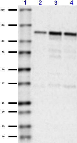 Biolegend Purified anti-CD325 (N-Cadherin), Quantity: Each of 1