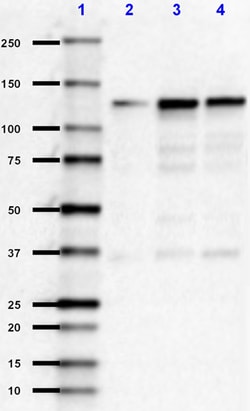 Biolegend Ultra-LEAF Purified anti-CD325 (N-Cadherin), Quantity: Each of