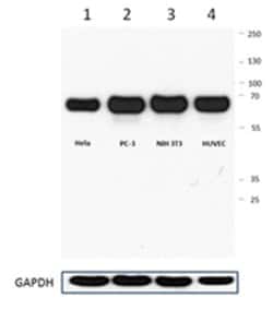 Biolegend Purified anti-Syntrophin, Quantity: Each of 1