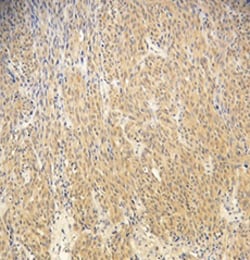 Biolegend Purified anti-Notch1β, Quantity: Each of 1