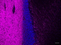 Biolegend Alexa Fluor 647 anti-Neurofilament L (NF-L), Quantity: Each of