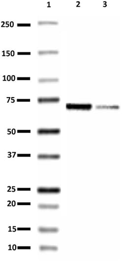 Biolegend Purified anti-Neurofilament L (NF-L), Quantity: Each of 1