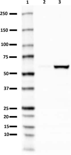 Biolegend Purified anti-PINK1, Quantity: Each of 1