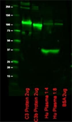 Biolegend Purified anti-complement C3/C3b/iC3b, Quantity: Each of 1