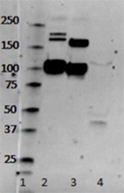 Biolegend Purified anti-complement C3/C3b/iC3b, Quantity: Each of 1