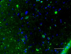 Biolegend Alexa Fluor 488 anti-Tau Phospho (Thr181), Quantity: Each of